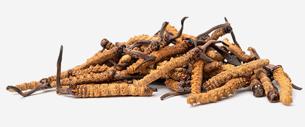 Cordyceps