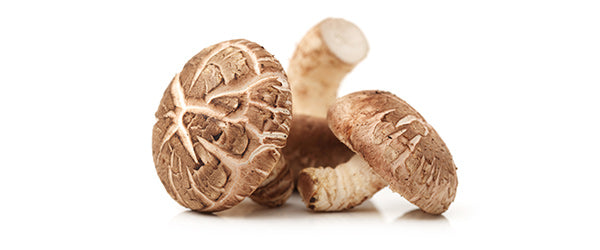 Shiitake Pilz